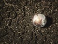 Glass globe on brown dried crack soil land background.