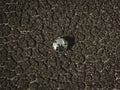 Glass globe on brown dried crack soil land background.