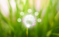 Glass globes on flower with a blurred green grass background, Eco energy icons Royalty Free Stock Photo