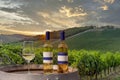 A glass goblet with white wine and two bottles on a barrel, with the background of the vineyard at sunset, Tuscany, Italy Royalty Free Stock Photo