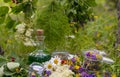 Glass green bottle with potion and dried herbs Royalty Free Stock Photo