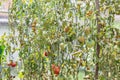 Glass greenhouse with red ripe and green unripe tomatoes, Germany Royalty Free Stock Photo