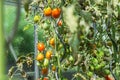 Glass greenhouse with red ripe and green unripe tomatoes, Germany Royalty Free Stock Photo