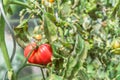 Glass greenhouse with red ripe and green unripe tomatoes, Germany Royalty Free Stock Photo