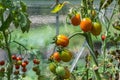 Glass greenhouse with red ripe and green unripe tomatoes, Germany Royalty Free Stock Photo