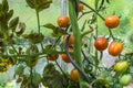 Glass greenhouse with red ripe and green unripe tomatoes, Germany Royalty Free Stock Photo