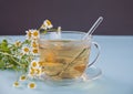 Glass of healthy herbal camomille tea. Naturopathy. Matricaria chamomilla Royalty Free Stock Photo