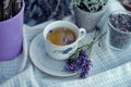 Cup of Herbal tea - Lavender tea - Blue. Lavandula angustifolia Royalty Free Stock Photo