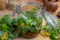 A glass jar filled with fresh greater celandine leaves and roots