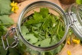 A glass jar filled with fresh greater celandine leaves and white