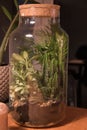 Glass jar filled with plant life on wooden table and planters Royalty Free Stock Photo