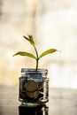 A glass jar full of coins and plant growing through it with some coins and plant leaves. Royalty Free Stock Photo