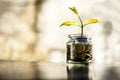 A glass jar full of coins and plant growing through it with some coins and plant leaves. Royalty Free Stock Photo