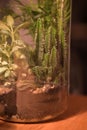 A glass jar holding plants and dirt with an outside light shining in Royalty Free Stock Photo