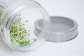 Glass jar with metal lid, mesh, for microgreen, young sprouts of radish, lucerne, fenugreek plants on white background Royalty Free Stock Photo