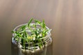 Growing garden seedlings at home in a jar Royalty Free Stock Photo