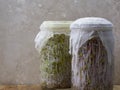 Glass jars filled with alfalfa and beet sprouts on a wooden cutting board