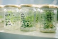 Jars of sprouts