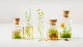Glass jars with medicinal wild herbs on white background