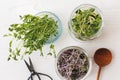 Glass jars with microgreens red cabbage, red radish, sunflowers, green peas sprouts on white wood