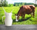 A glass jug of milk with splash on the background of cow Royalty Free Stock Photo