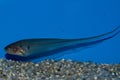Glass Knifefish Royalty Free Stock Photo