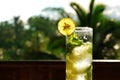 A glass of lemonade with a slice of lemon and mint leaves with ice on a background of palm leaves in a tropical Royalty Free Stock Photo