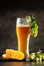 Glass of light beer with hops around on a dark background Royalty Free Stock Photo