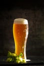 Glass of light beer with hops around on a dark background Royalty Free Stock Photo