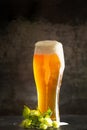 Glass of light beer with hops around on a dark background Royalty Free Stock Photo