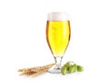 Glass of light beer and its ingredients, on white Royalty Free Stock Photo