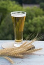 A glass of light beer and wheat spikelets