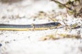 Glass Lizard snake crawling on ground