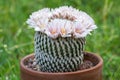 Glass of Mammillaria pectinifera Royalty Free Stock Photo