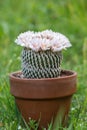 Glass of Mammillaria pectinifera Royalty Free Stock Photo