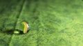 Glass Marble on Green Background