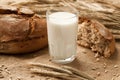 Glass of milk on background ears rye and bread. Royalty Free Stock Photo