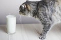 Glass with milk and cat on the light wooden table