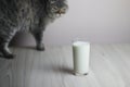 Glass with milk and cat on the light wooden table