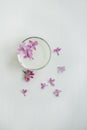 A glass of milk and lilac flowers floating in it. Royalty Free Stock Photo