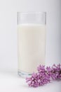 Glass of milk and lilac on a white background Royalty Free Stock Photo
