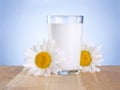 Glass milk and two chamomile is wooden table Royalty Free Stock Photo