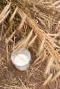 a glass of milk on the wet ground. Picnic in the meadow. Ears of wheat, rye Royalty Free Stock Photo