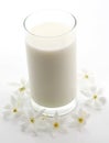 Glass of milk and white flower