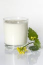 A glass of milk and winter cress