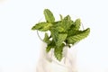Mint in the glass. Herbs for food and medicine Royalty Free Stock Photo
