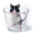 Glass of... mouse Royalty Free Stock Photo