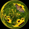 Glass orb with blackeyed susens and monarch butterfly Royalty Free Stock Photo