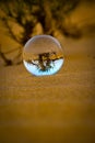 A glass orb resting on the sand of a beach, with a distant tree providing a scenic backdrop