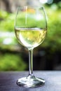 Glass of organic white chardonnay wine in france Royalty Free Stock Photo